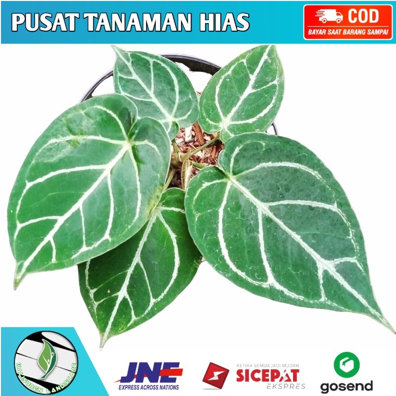 Tanaman hidup kuping gajah-tanaman indoor-tanaman hias hidup-bunga hidup-hiasan rumah-kuping gajah t