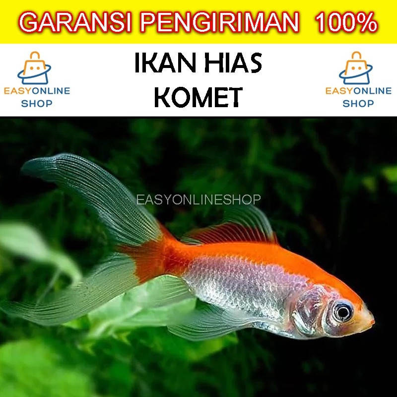 Ikan Mas Komet Slayer
