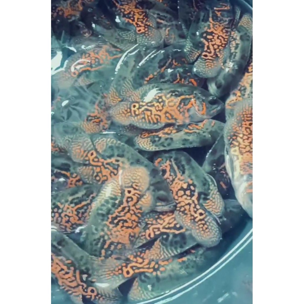 Oscar Batik hitam good marking 7-9 cm