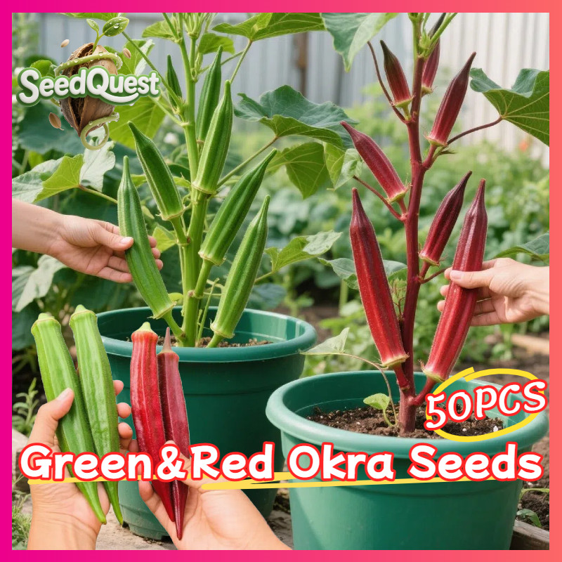 Benih okra mix super 20 biji / bibit okra merah dan benih okra hijau unggulan
