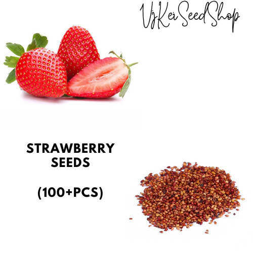 Dikirimkan di hari yang sama- Benih Stroberi Jumbo California Bibit Strawbery 100 Biji Jumbo Biji St