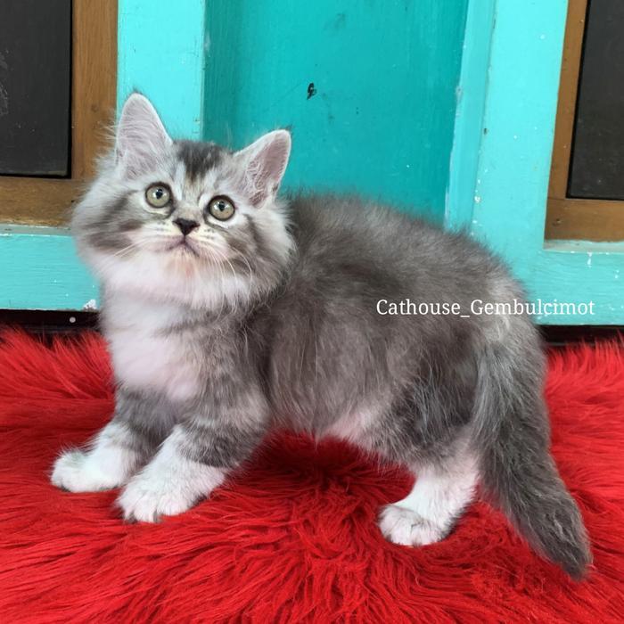 Kucing Kitten Persia Mix Mainecoon Silver Betina