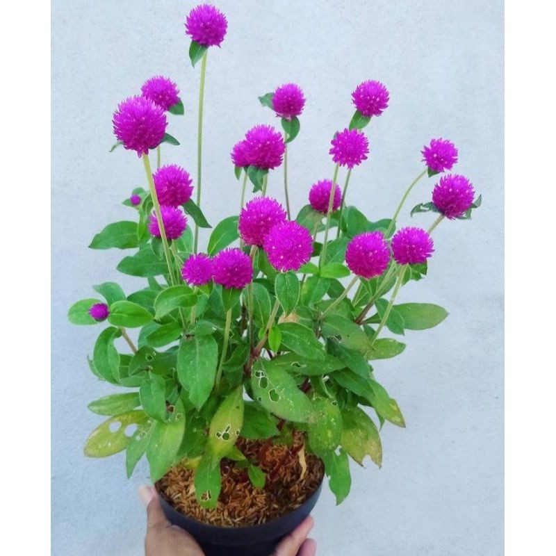 tanaman hias kancing knop - tanaman hias bunga kancing pentul /tanaman hias kancing pentul / bunga k