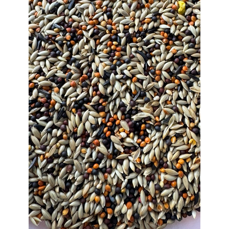 Pakan Burung Kenari Mix Bijian Campur Bijian Import Cocok Untuk Pakan Burung Finch, Sanger, Blackthr