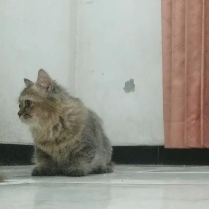 Kucing Munchkin Minuet Betina Top