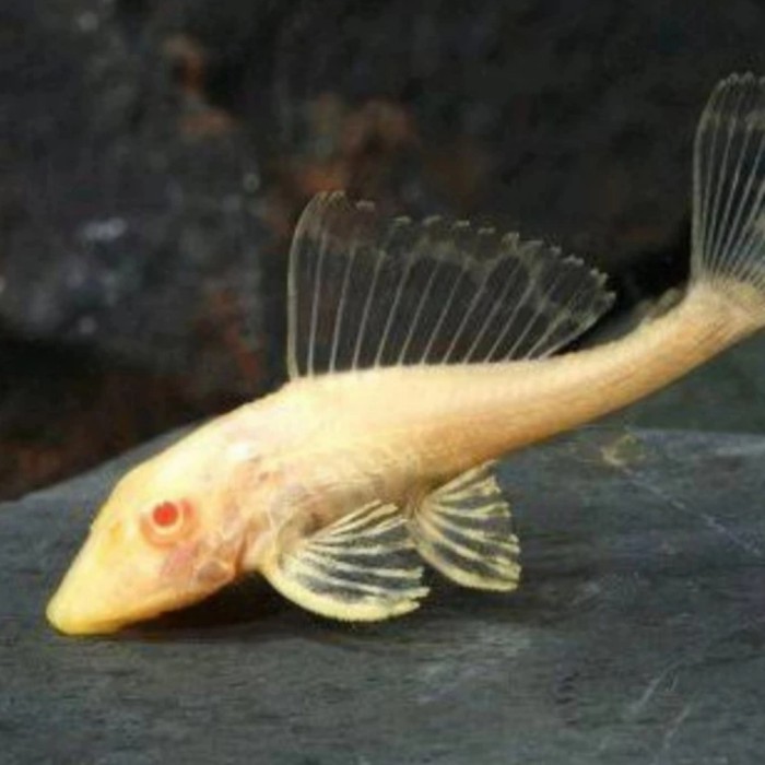 Hiasan Aquarium Ikan Sapu Sapu Albino 10-13  Cm