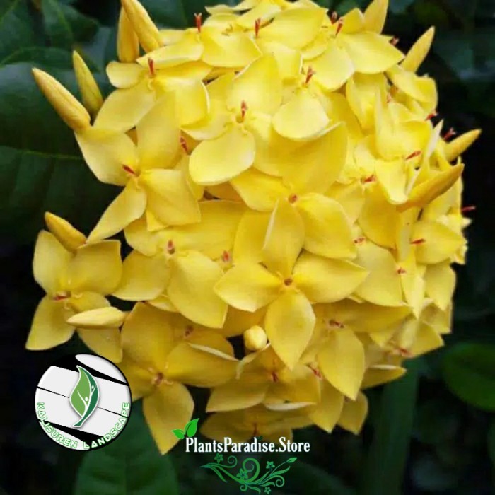 Tanaman hias Soka Jepang bunga kuning - Pohon Soka Jepang bunga kuning