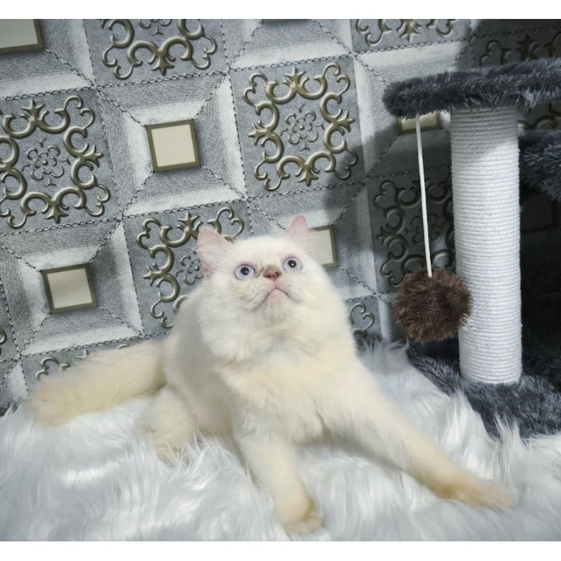 Kucing Persia Himalaya Anggora Ragdoll Kitten