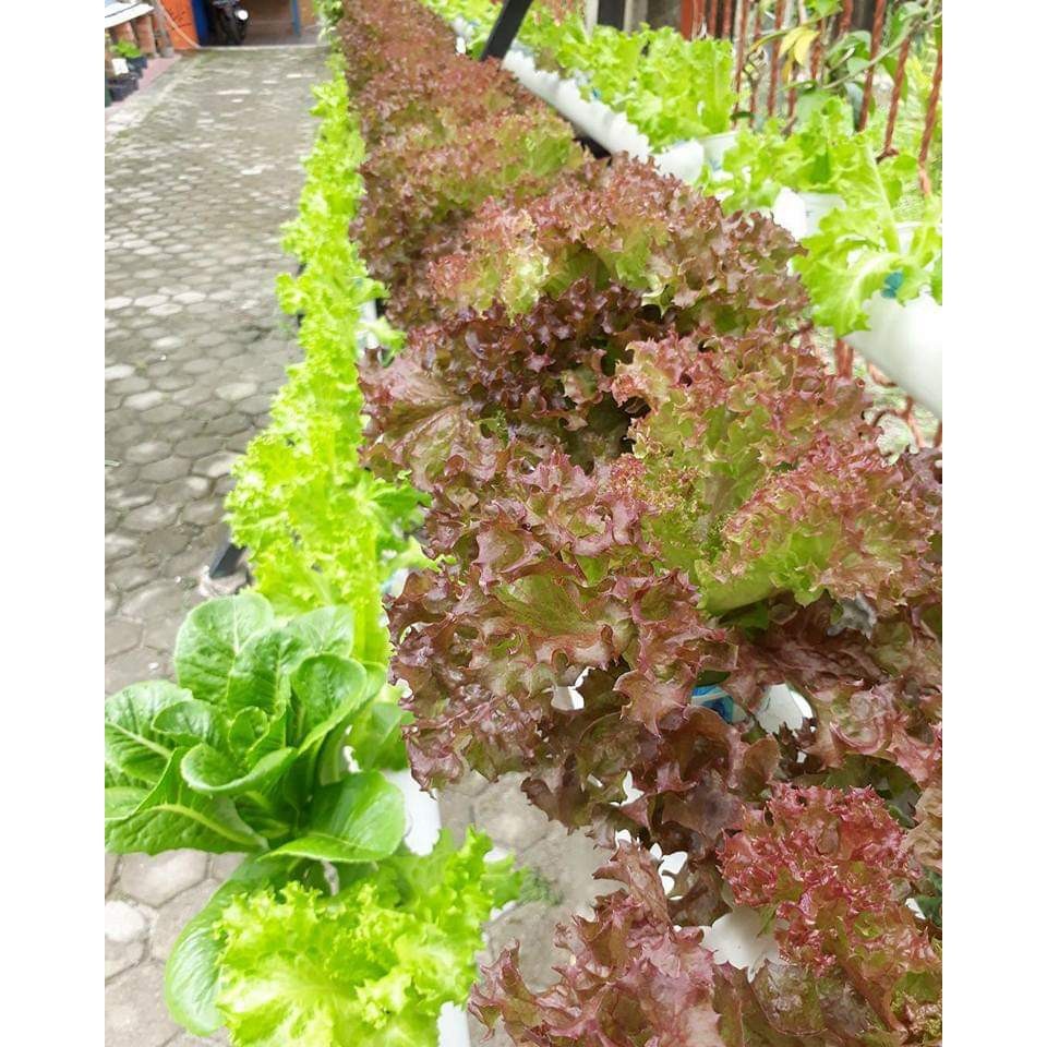 PROMONutrisi AB Mix Hidroponik Sayur Daun 5 Liter General Sayuran / AB mix Premium Grade | 1000 lite