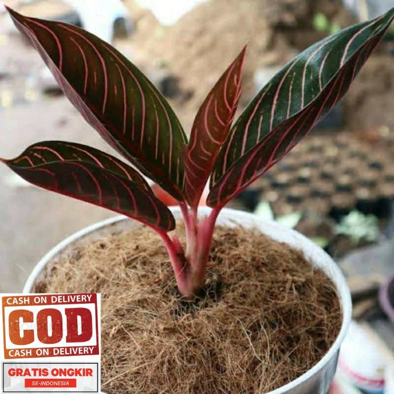 Aglonema red sumatra berdaun 3-5 helai (COD)