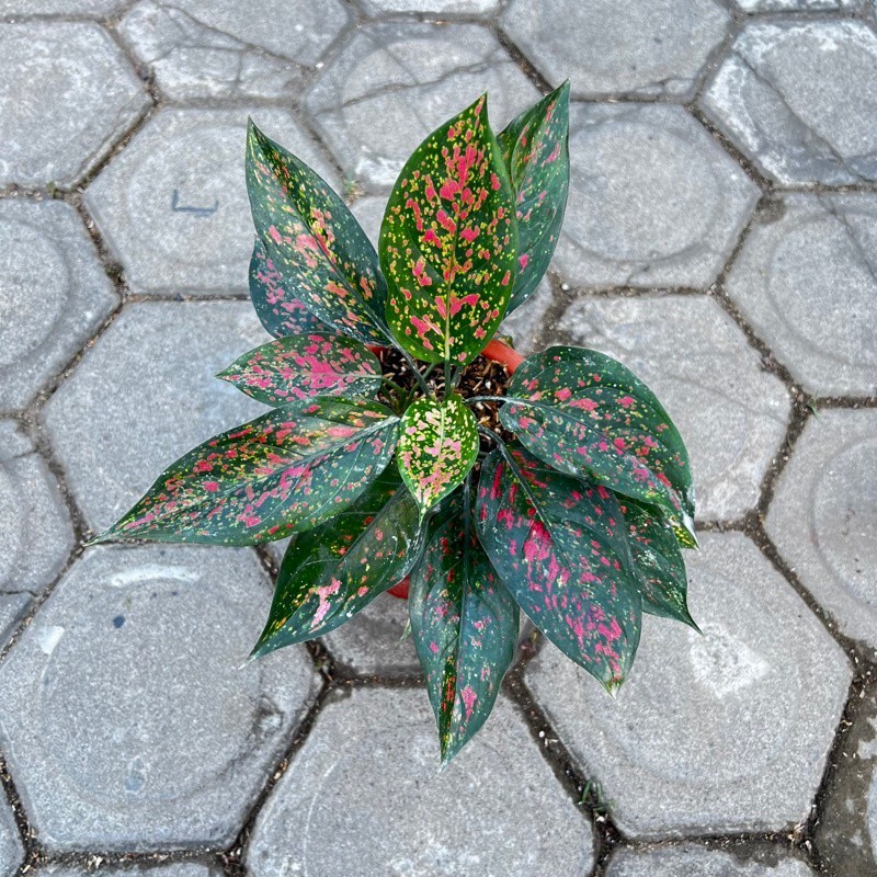 Plantbuys Tanaman Hias Promo Aglonema Venus Aglaonema Rimbun (COD)