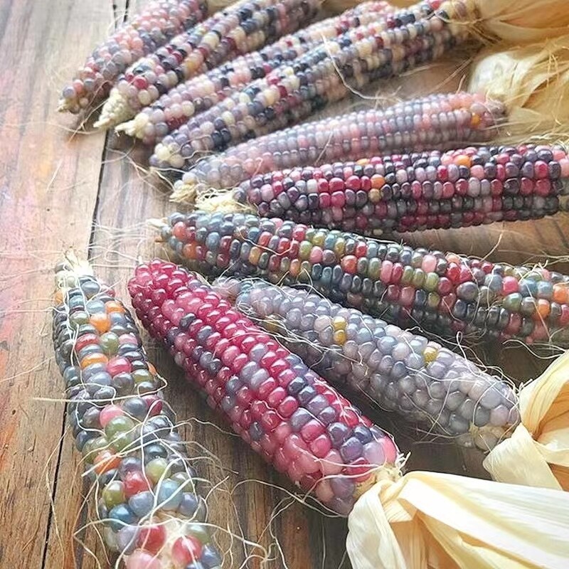 Potensi Tumbuh 95%- Bibit Benih Jagung Permata Kaca Pelangi (50 Butir)Benih Jagung Pelangi Mix