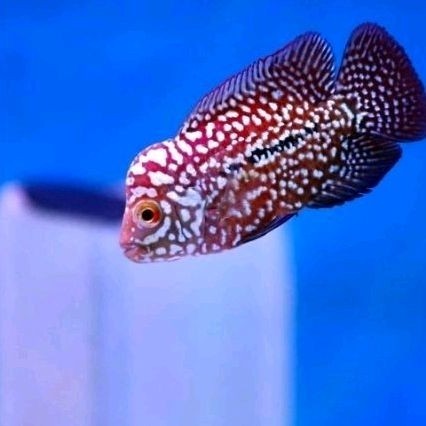 Burayak Louhan Lohan Kamfa F2 Full Muti Line Thailand ukuran baby 3-5 cm