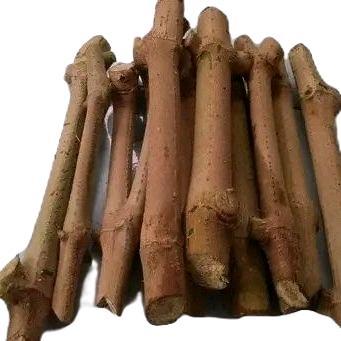 Trichantera Gigantea ( batang stek ) Tanaman ..