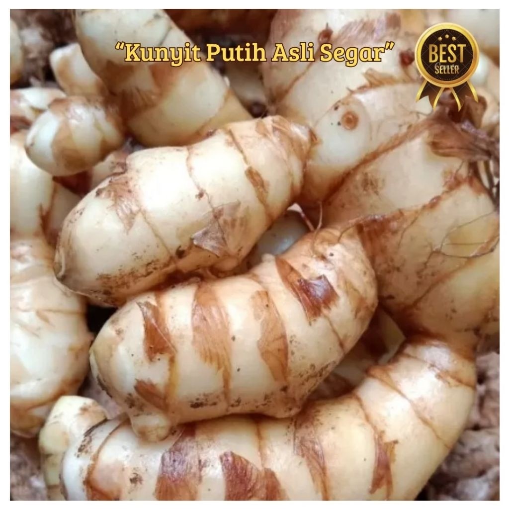 Kunyit Putih Segar 500gram-Kunyit Putih Asli Petani