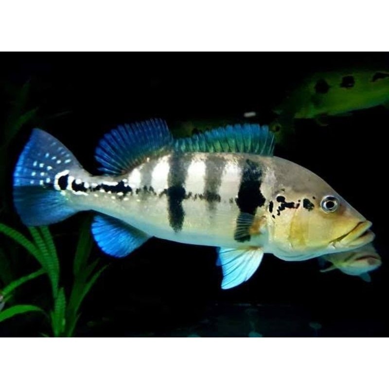 Super promo  Hiasan Aquarium PBass Blue Azul 7 8Cm Full Pelet Treadmen