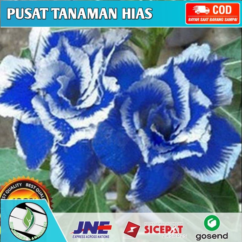 Tanaman Hias Adenium Bunga Tumpuk Kamboja Jepang - Kamboja Jepang Bunga Biru Putih