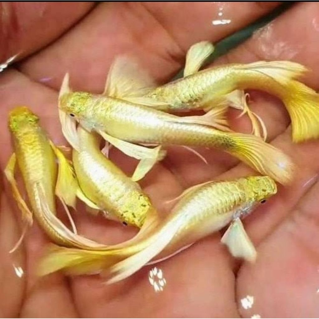 Ikan Guppy Full Gold line Vietnam (Sepasang)