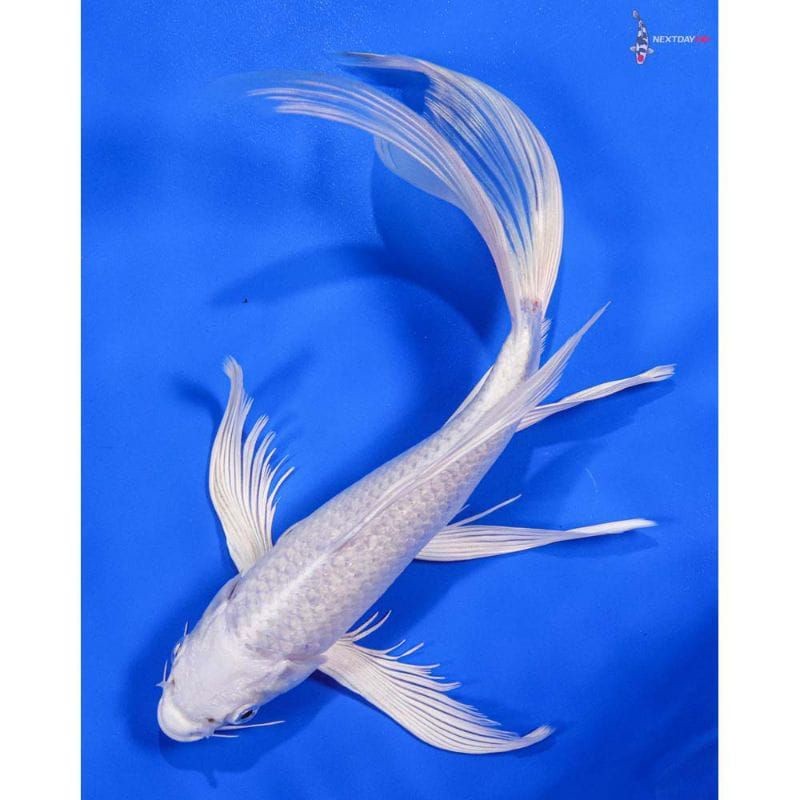 koi platinum ogon slayer sz 14-17 cm