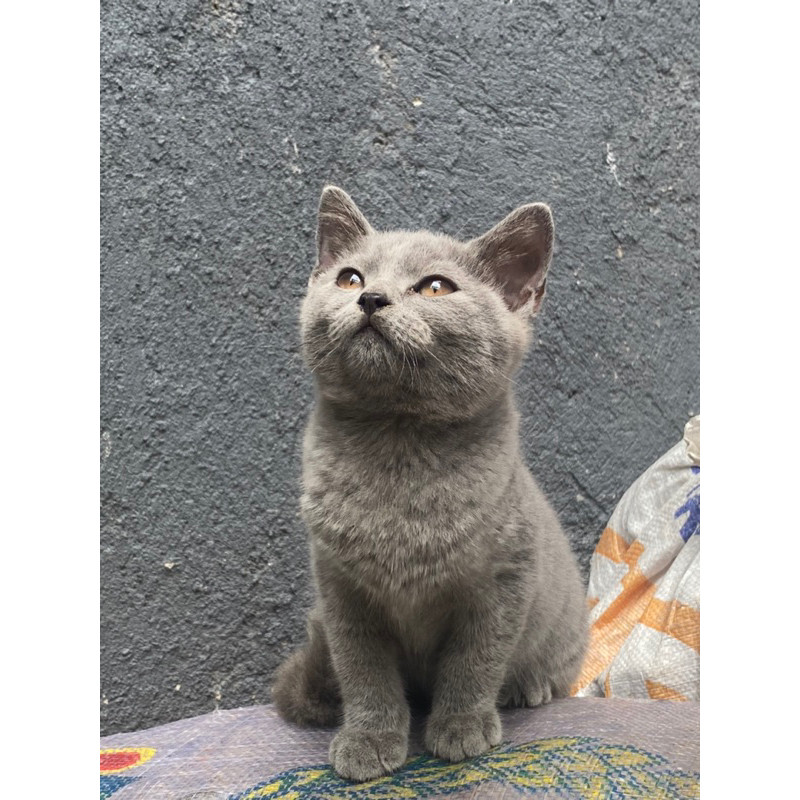 Kitten Kucing British Shorthair BSH (sudah diadopsi)