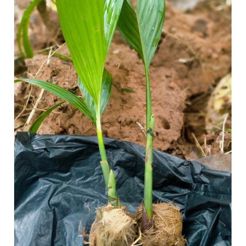 promo'' Bibit Pohon Pinang / Pohon Jambe Wangi / Pinang Wangi