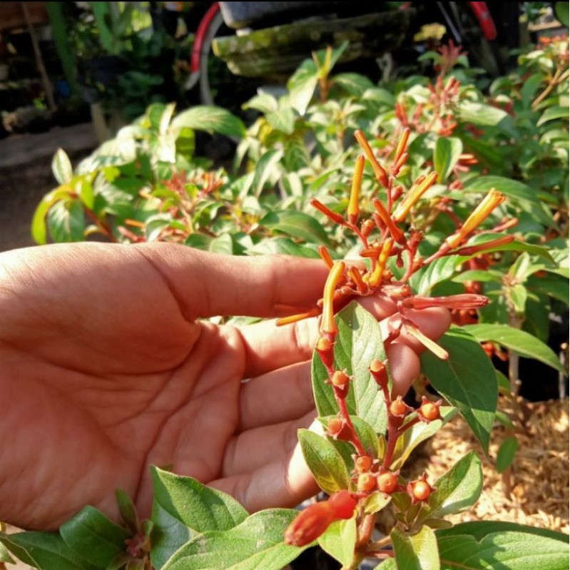 tanaman bunga pusaka orange bahan bonsai