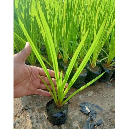 Tanaman Daun Herbal DLINGO - DRINGO - JERANGAU Tanaman Herbal Keluarga