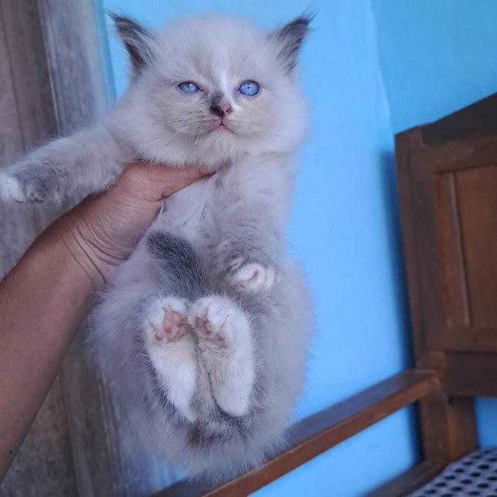 kucing himalaya midol lucu bulet