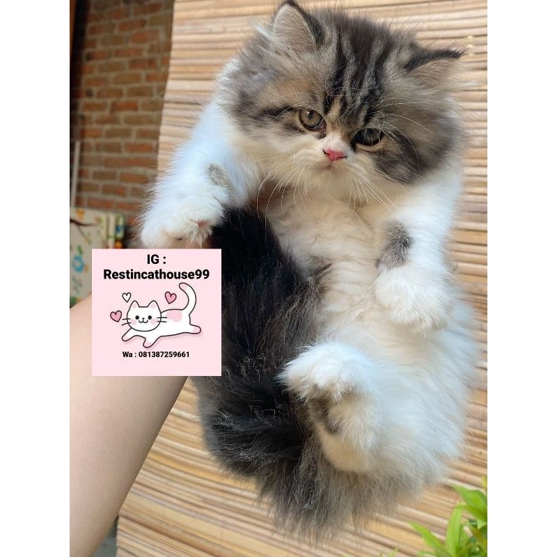 bola bulu kitten persia betina flatnose