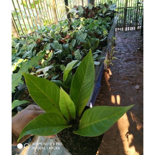 Tanaman Anthurium cobra catalog jemani