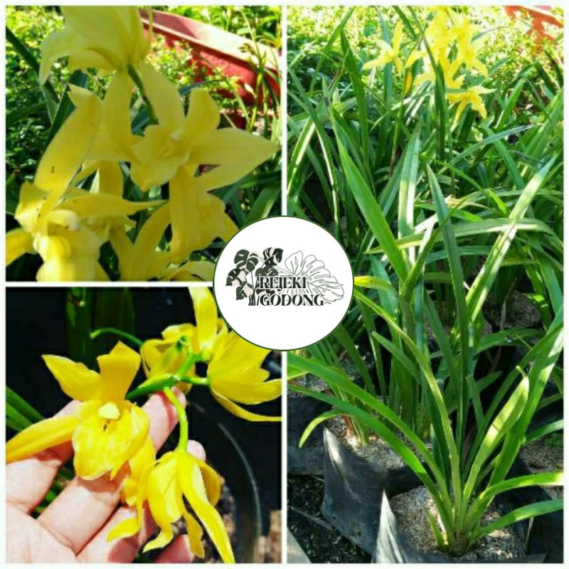 Anggrek Tanah Golden Boy Cymbidium