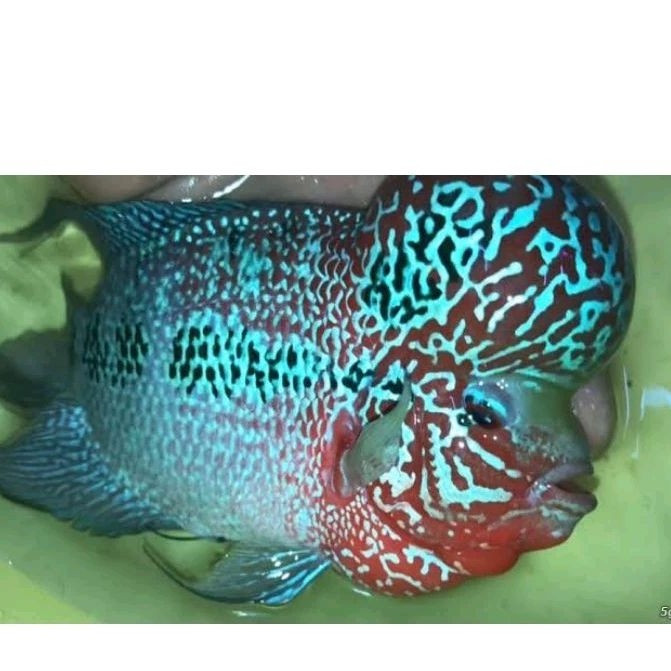 Burayak Louhan Srd Cilnong Supergrade  Red Dragon Ikan Hias