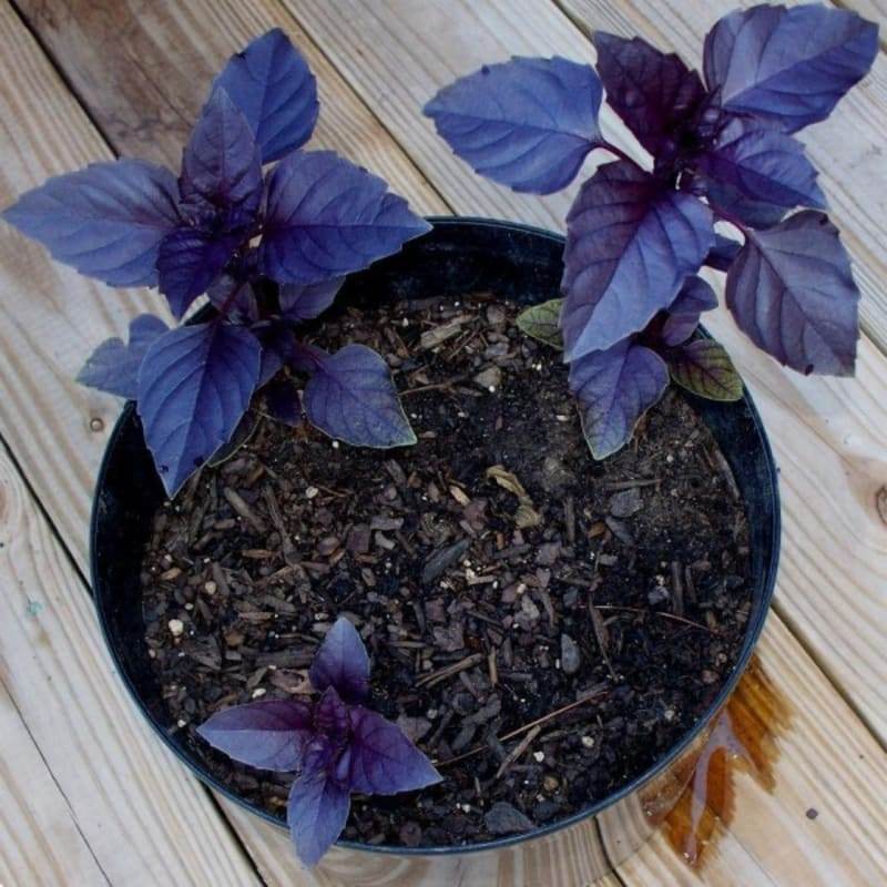 premium quality 100Biji Benih Basil Ungu (Purple Dark Opal Basil)