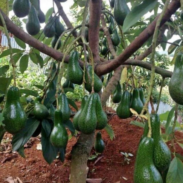 Cod Bibit Alpukat Mentega Jumbo Super
