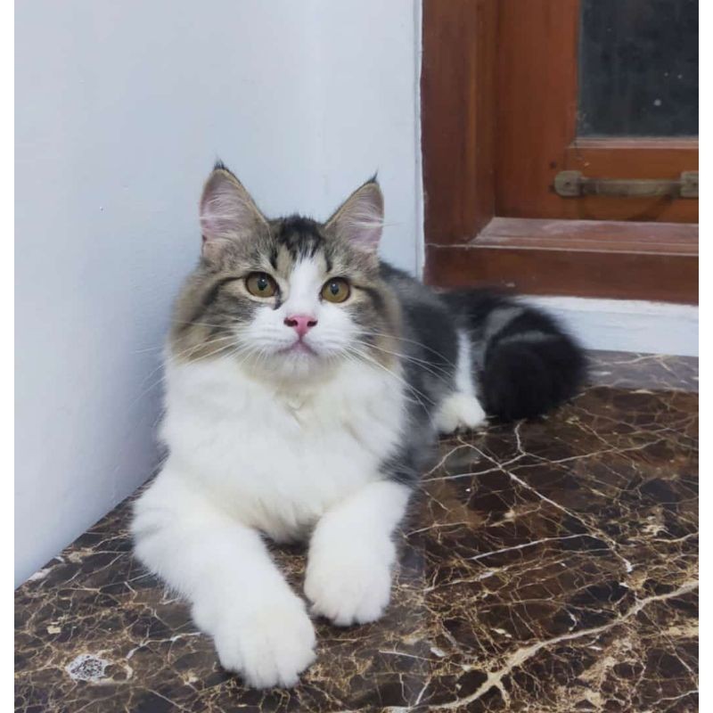 kucing maincone norwegian forest bigbone