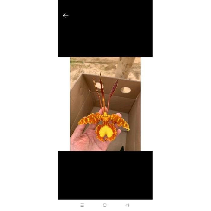 Anggrek Oncidium Mariposa Special Dewasa Siap Berbunga - Bunga Anggrek Oncidium Dewasa - 250.000