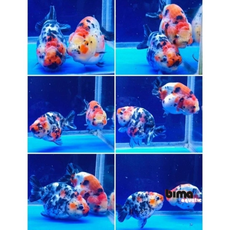 Kebutuhan aquarium rancu sapi / ranchu calico cm - ikan mas koki ranchu calico sapi