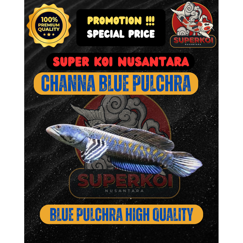 IKAN CHANNA BLUE PULCHRA GRADE A SNAKEHEAD IKAN PREDATOR FISH