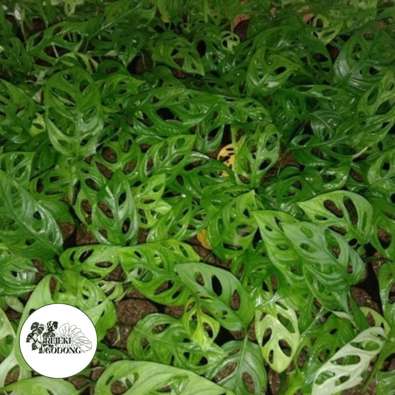 Tanaman Hias Janda Bolong | bibit janda bolong