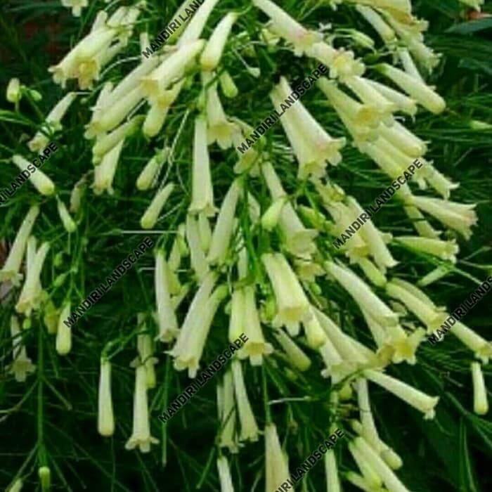 Tanaman Hias Gantung Air Mancur Bunga Putih - tanaman rusellia air mancur