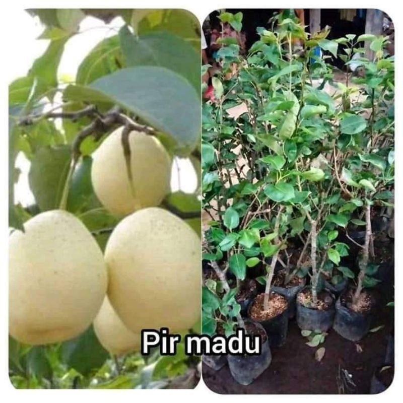 bibit buah pir madu