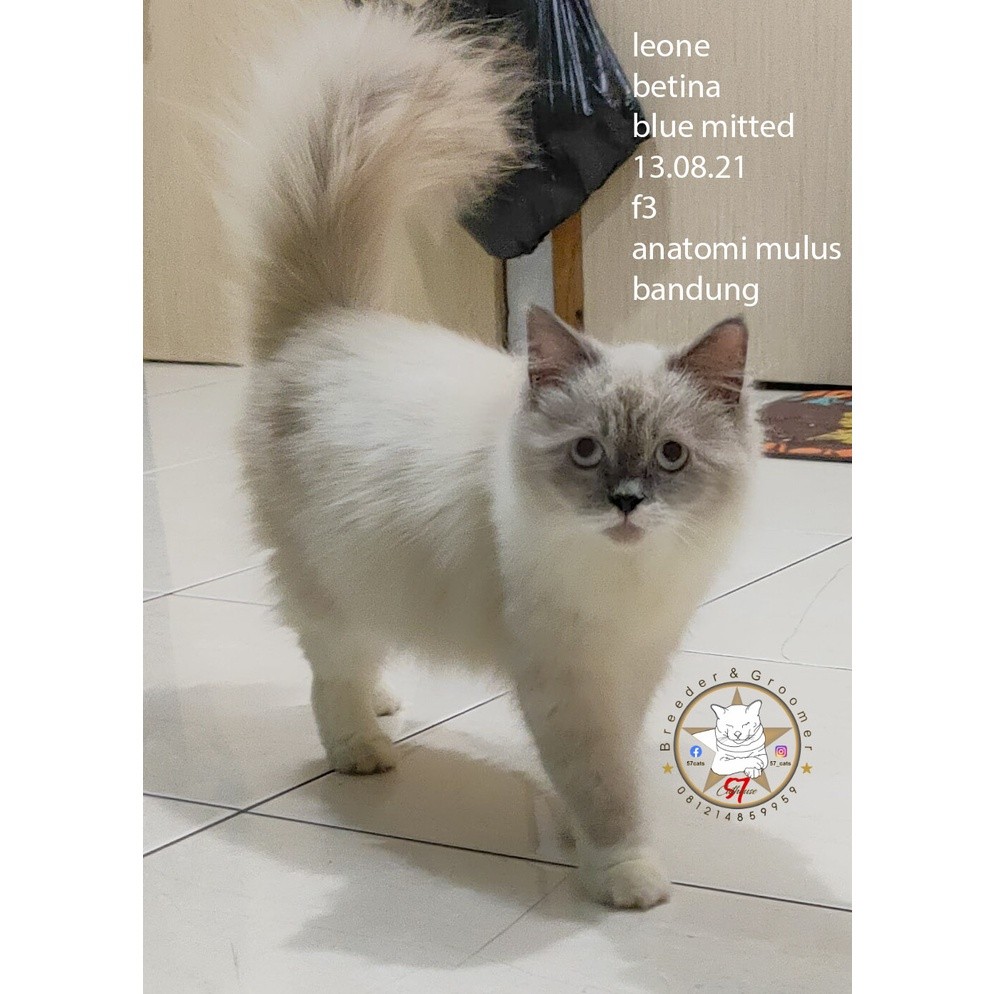 kucing angora, persia, bsh, maincoon, ragdoll blue mitted