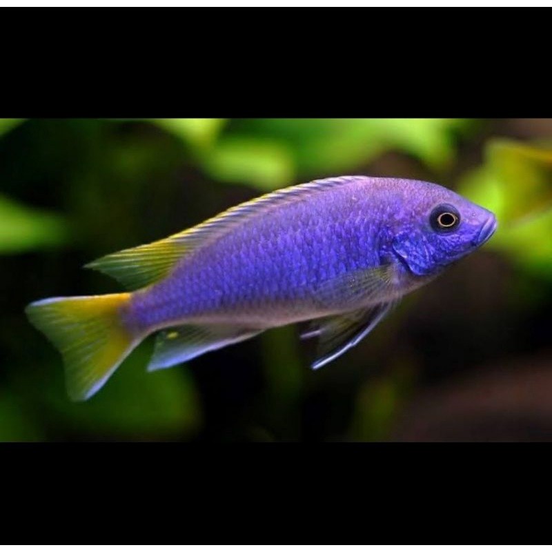 aneka cichlid 7-8cm, Acei, dragon blood, acey, red rubin, redflush pundamilia, hybrid, jendral, redf