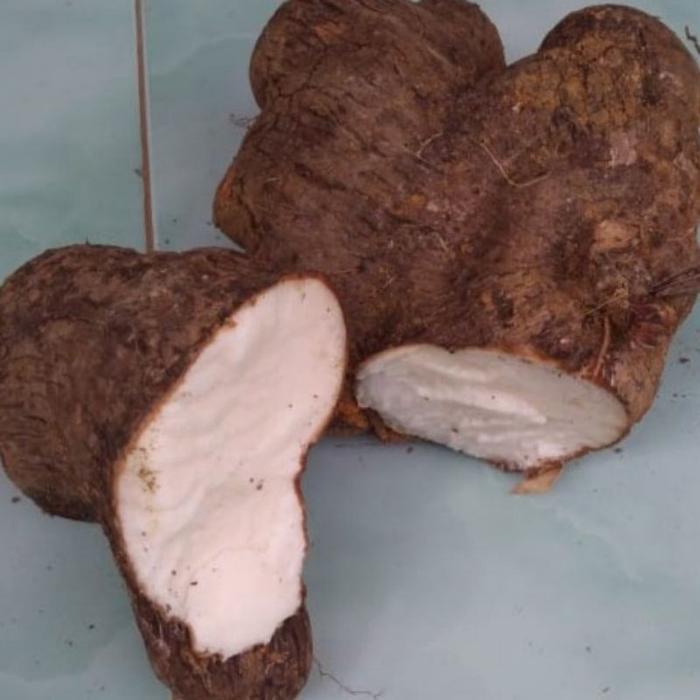 UMBI UWI UNGU DAN PUTIH ORGANIK 100% Makanan Tradisional Non Kolesterol Pengganti Nasi Cocok Sebagai