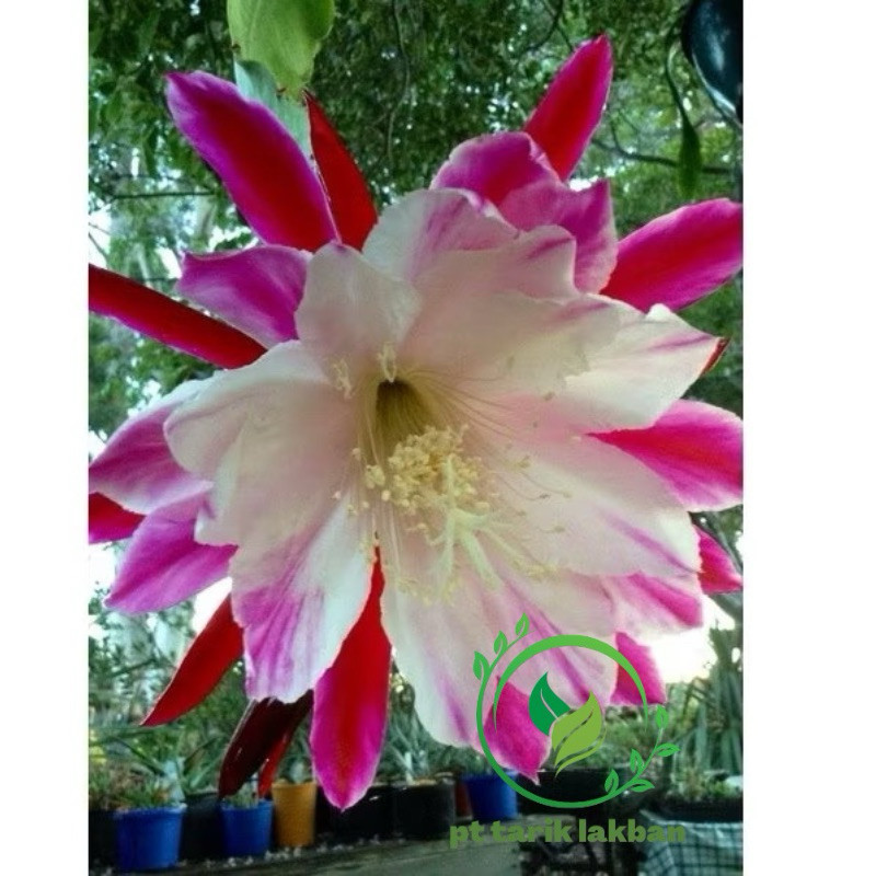 Tanaman hias Wijaya Kusuma bunga besar putih / Wijaya Kusuma