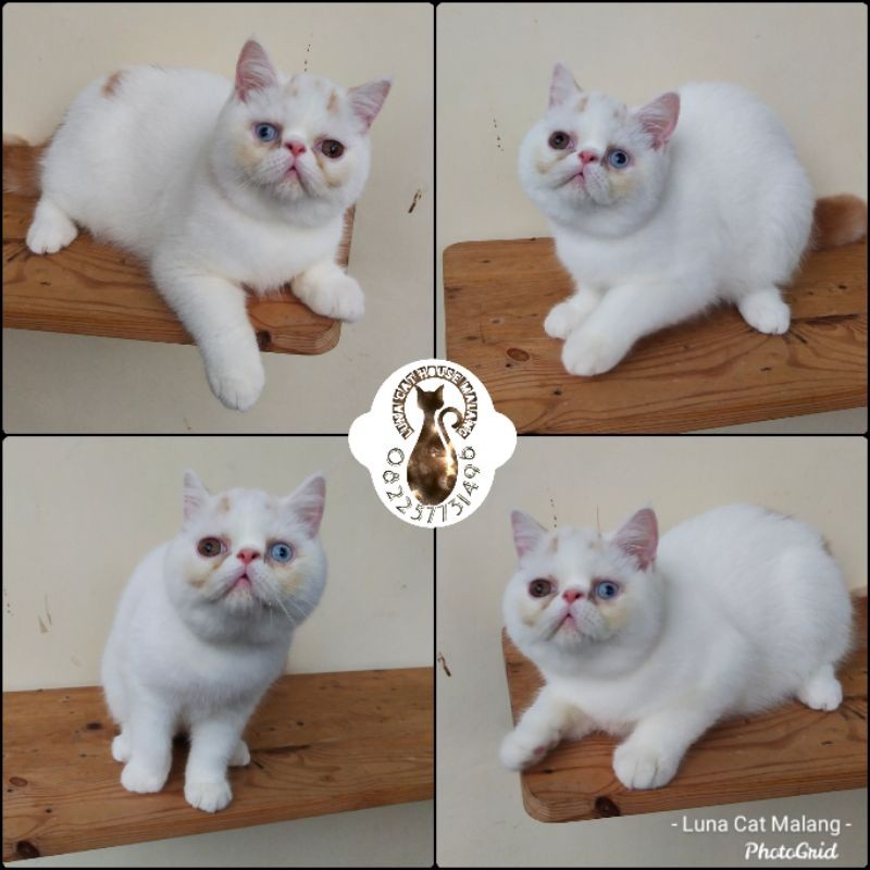 kucing exotic peaknose mata odd eyes