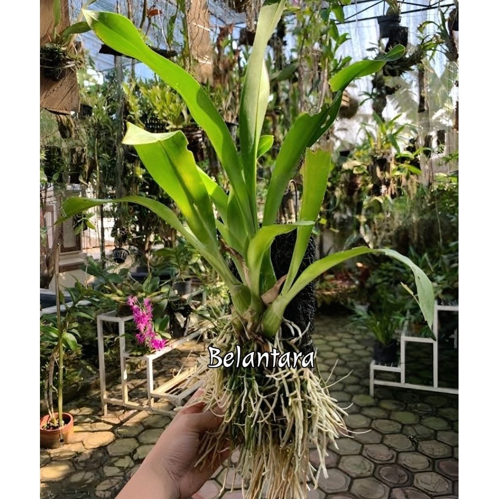Tanaman Hias Anggrek Grammatophyllum Remaja .