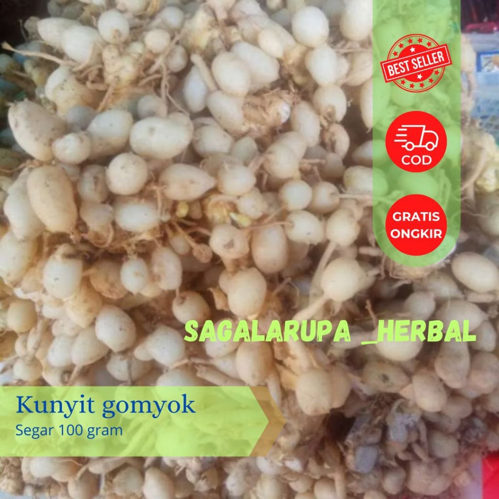kunyit putih gomyok(curcuma zedoaria)