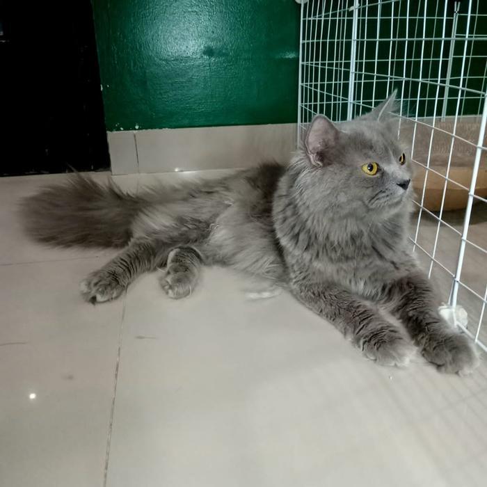 Kucing persia blue solid (abu)