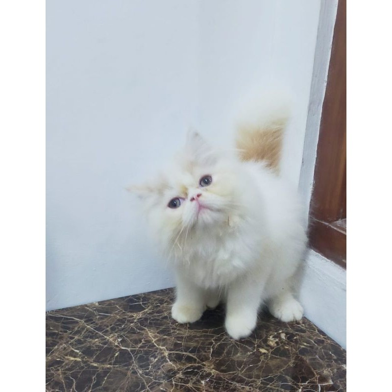 kucing pesek longhair gembul